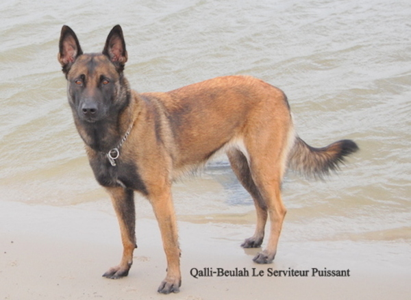 Kennel Van Goeden Huize