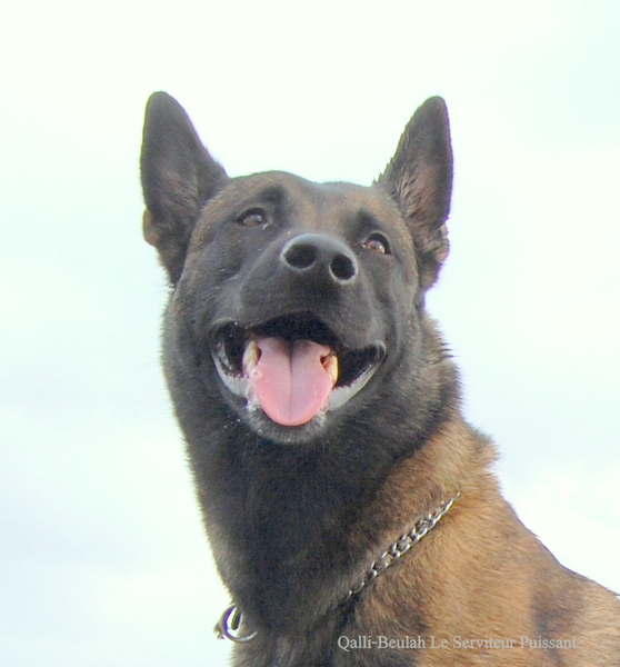 Kennel Van Goeden Huize