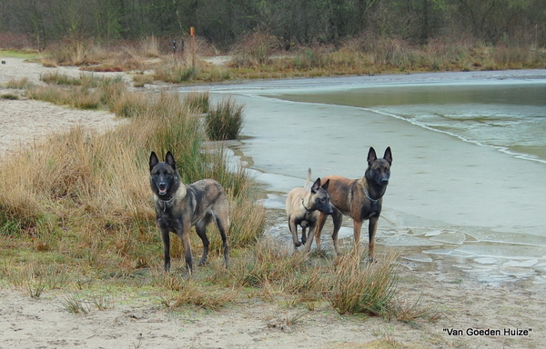 Kennel Van Goeden Huize