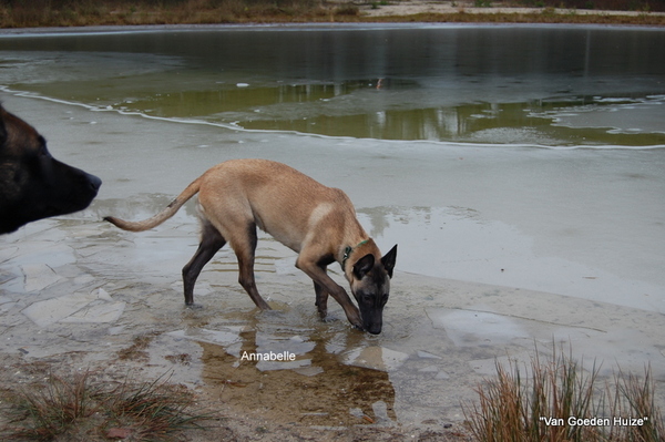 Kennel Van Goeden Huize