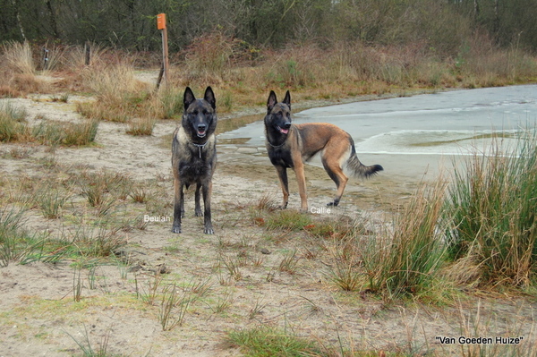 Kennel Van Goeden Huize