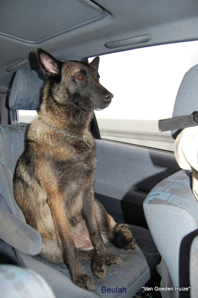 Kennel Van Goeden Huize