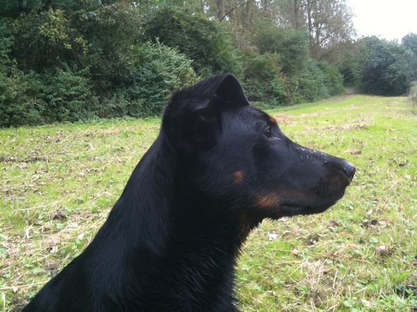 Beauceron