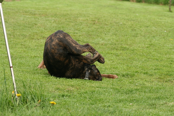 Bikkel maakt een koprol
