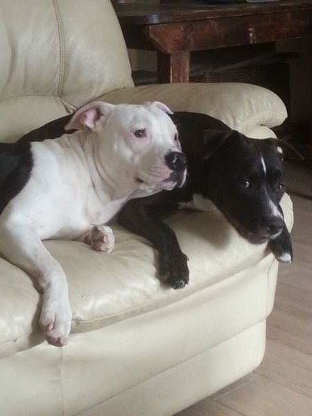 American Staffordshire Terrier