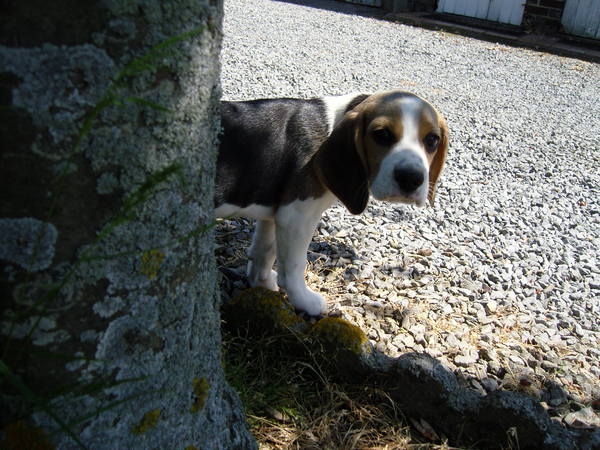 Beagle
