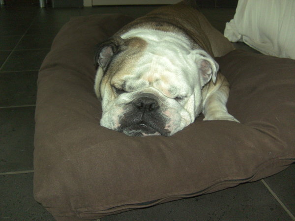 fonske is altijd zoooo moe!!! zelfs voor de foto kijkt hij niet op!!! hihi...