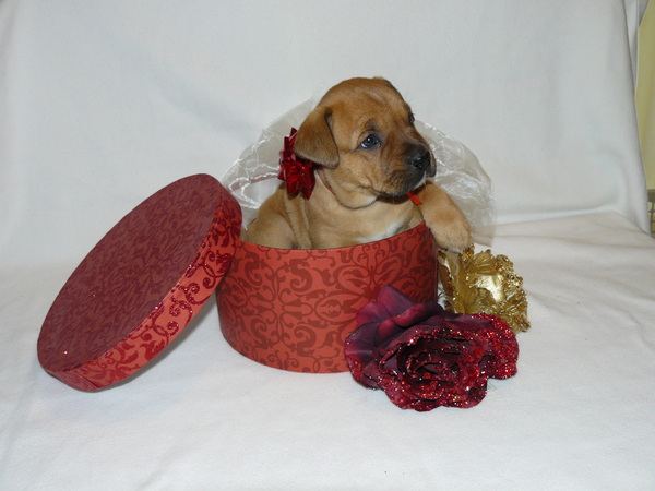 Jose lenoir en guido moers