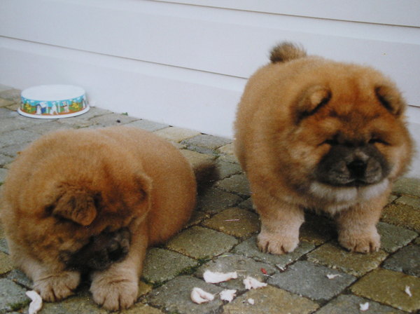 Chow chow