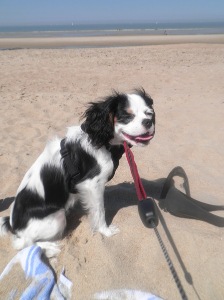 Cavalier King Charles Spaniel