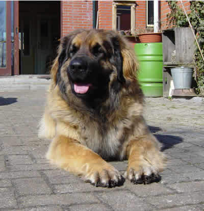 Leonberger