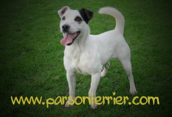 Parson Russell Terriers Sergeyssels
