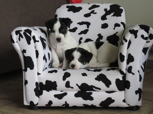 Parson Russell Terriers Sergeyssels