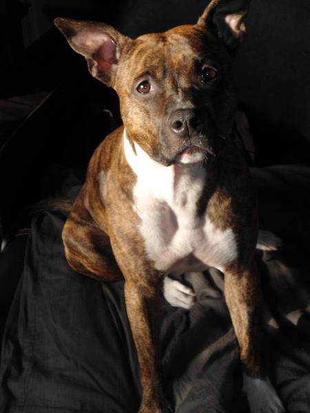 American Staffordshire Terrier