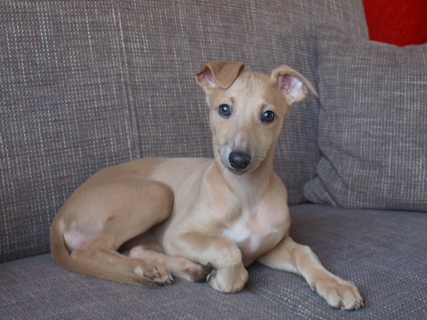 Whippet