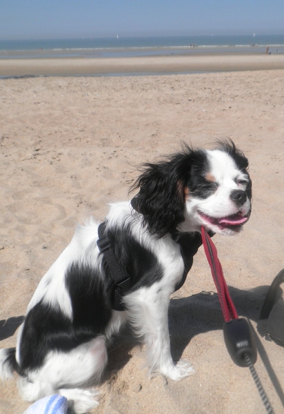 Cavalier King Charles Spaniel