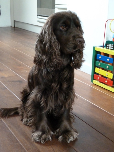 Engelse Cocker Spaniel
