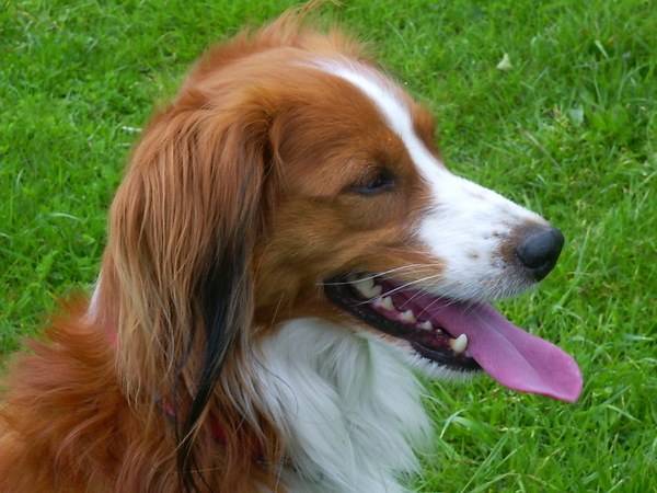 Kooikerhondje