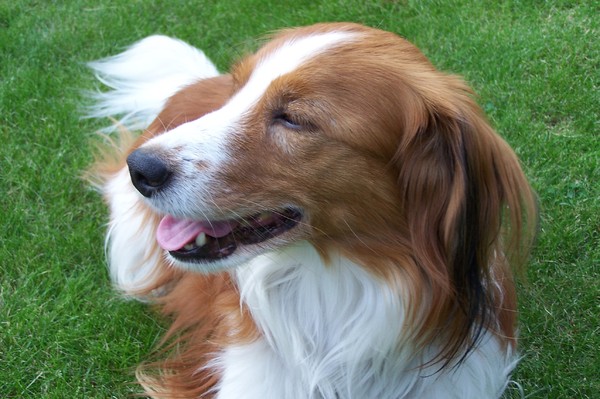 Kooikerhondje