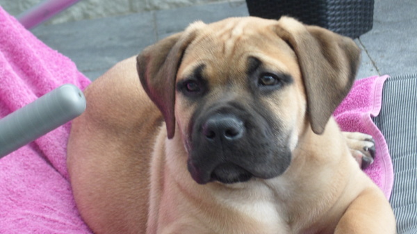 Boerboel