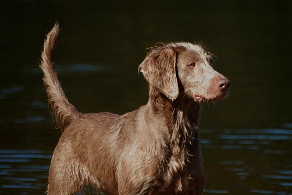 Weimaraner