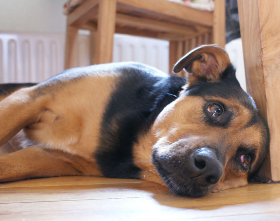 blik om voor te smelten!