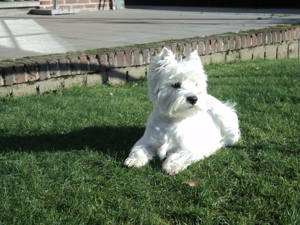 FROM CASTLE OF BEAUTIES