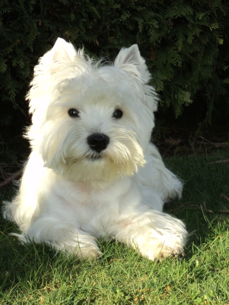 FROM CASTLE OF BEAUTIES