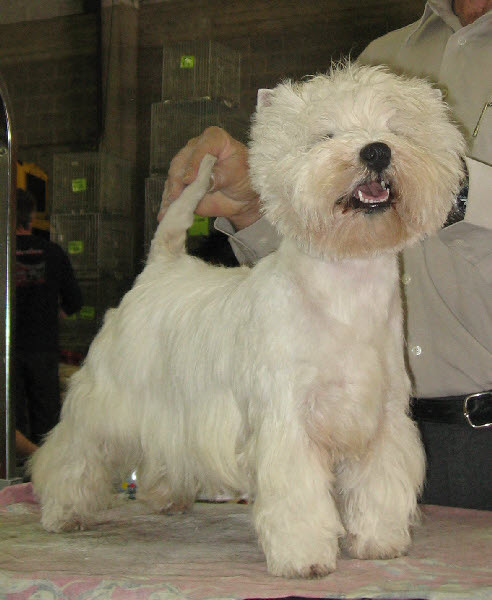 FROM CASTLE OF BEAUTIES