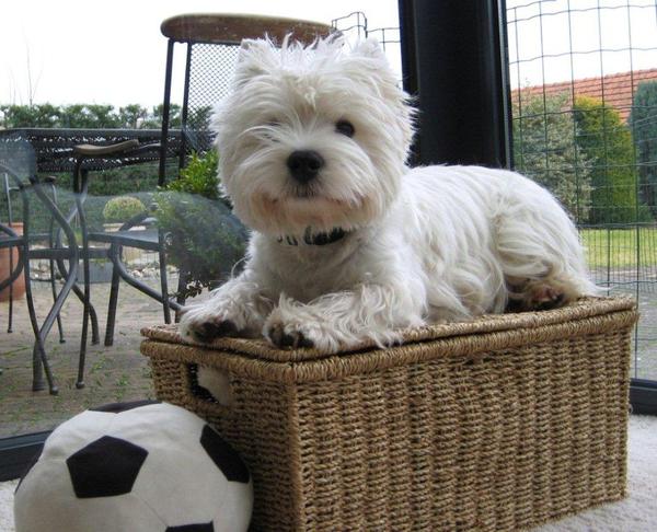 FROM CASTLE OF BEAUTIES