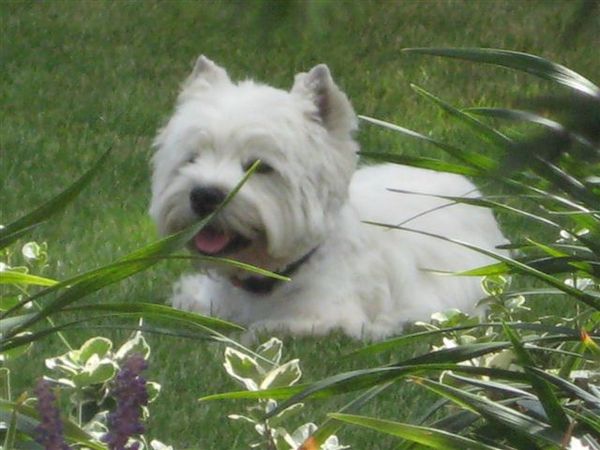 FROM CASTLE OF BEAUTIES