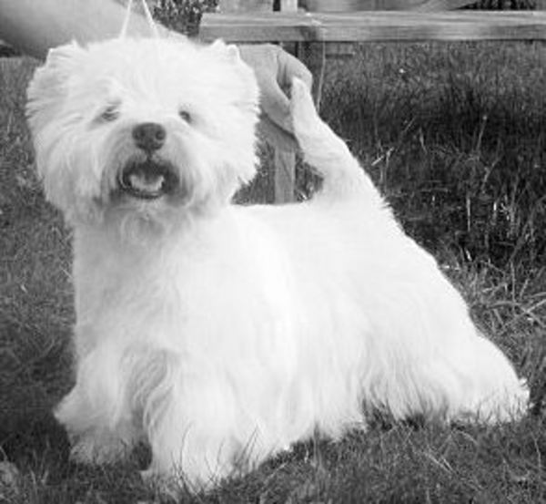 FROM CASTLE OF BEAUTIES