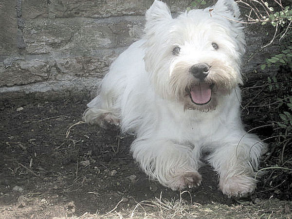 FROM CASTLE OF BEAUTIES