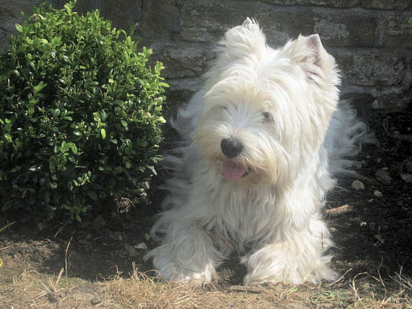 FROM CASTLE OF BEAUTIES