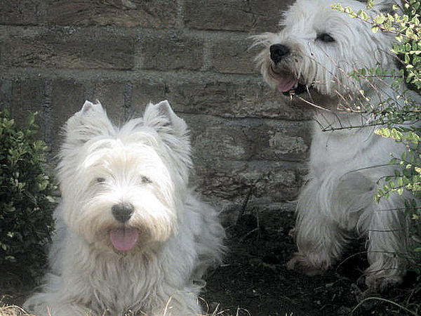 FROM CASTLE OF BEAUTIES