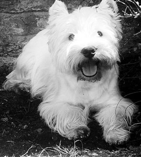 FROM CASTLE OF BEAUTIES