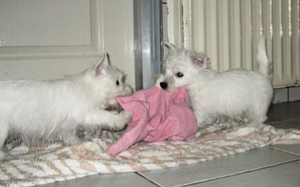 FROM CASTLE OF BEAUTIES