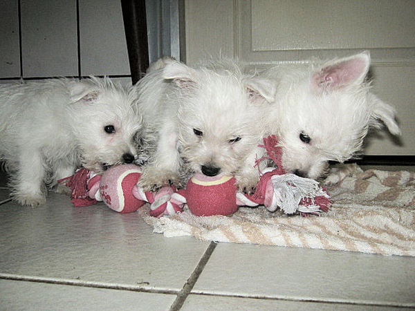 FROM CASTLE OF BEAUTIES