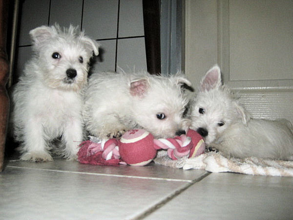 FROM CASTLE OF BEAUTIES