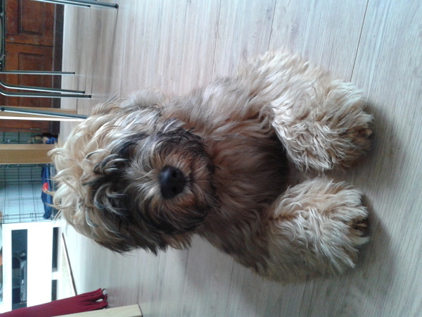 Irish Softcoated Wheaten Terriër