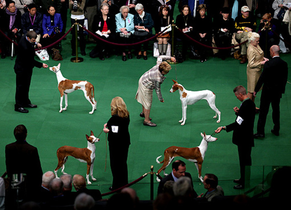 Podenco Ibicenco, gladhaar