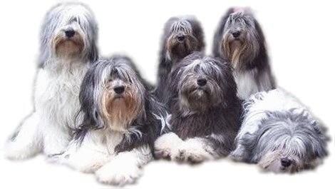 Polski Owczarek Nizinny