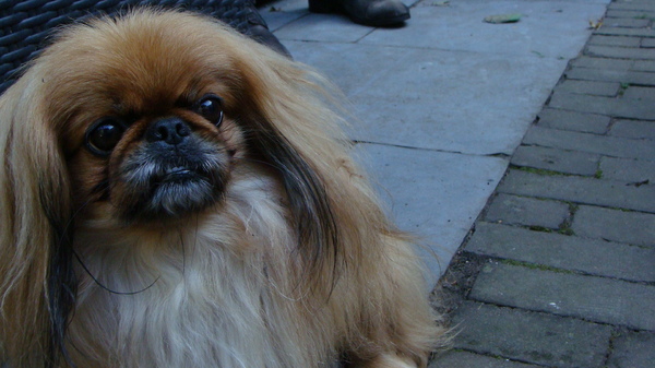 Pekingees