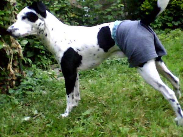 Foxterrier, gladhaar