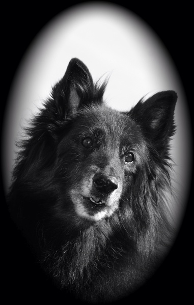 Belgische Herdershond, Groenendaeler