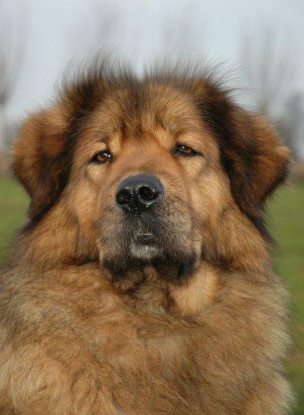 Do Khyi kennel DEKYI CHAMPA