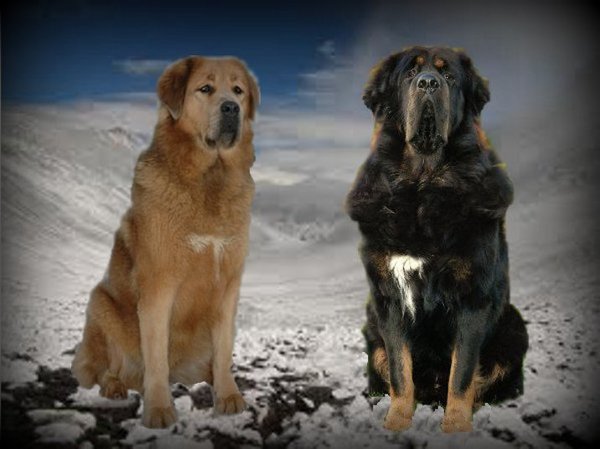 Do Khyi kennel DEKYI CHAMPA