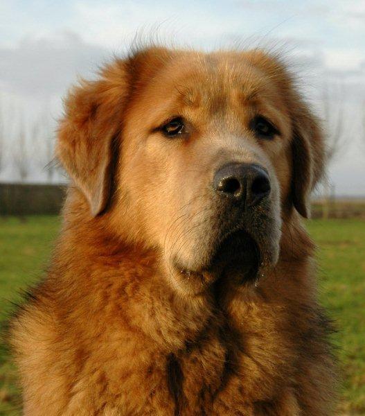 Do Khyi kennel DEKYI CHAMPA