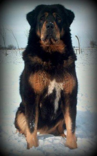 Do Khyi kennel DEKYI CHAMPA