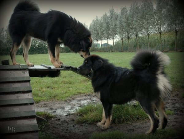 Do Khyi kennel DEKYI CHAMPA